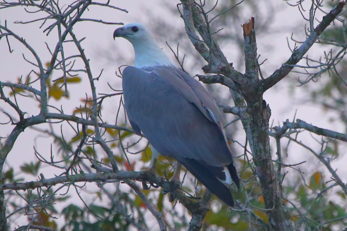 Weißbauch-Seeadler - ML646960865