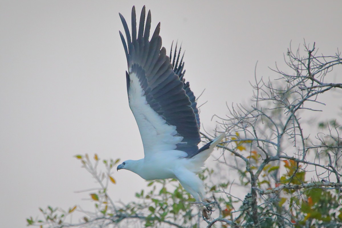 Weißbauch-Seeadler - ML646960866