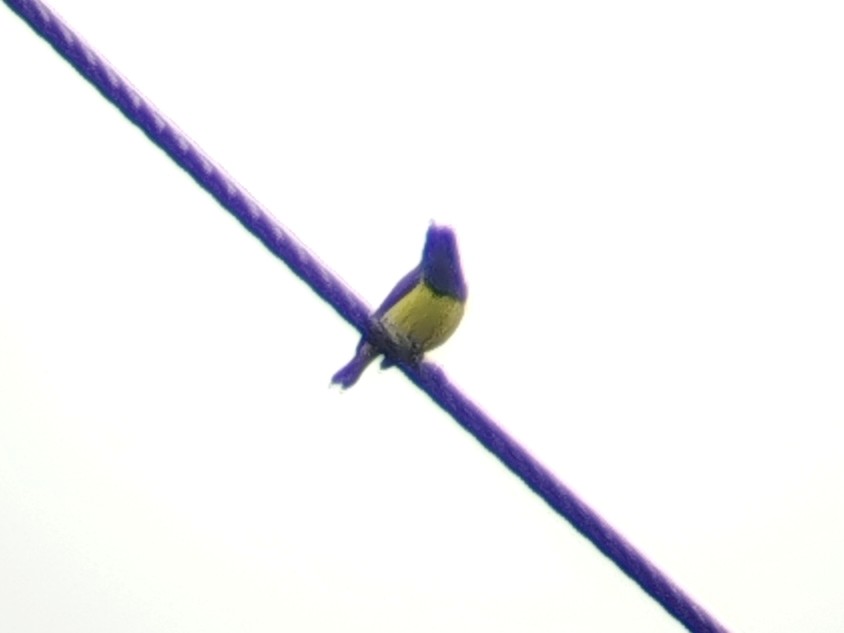 parksolfugl - ML646960867