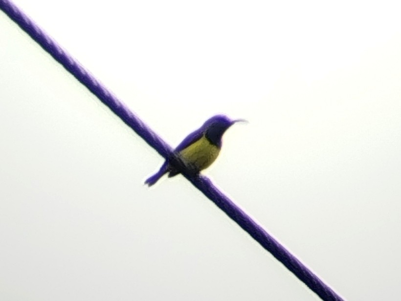 parksolfugl - ML646960868