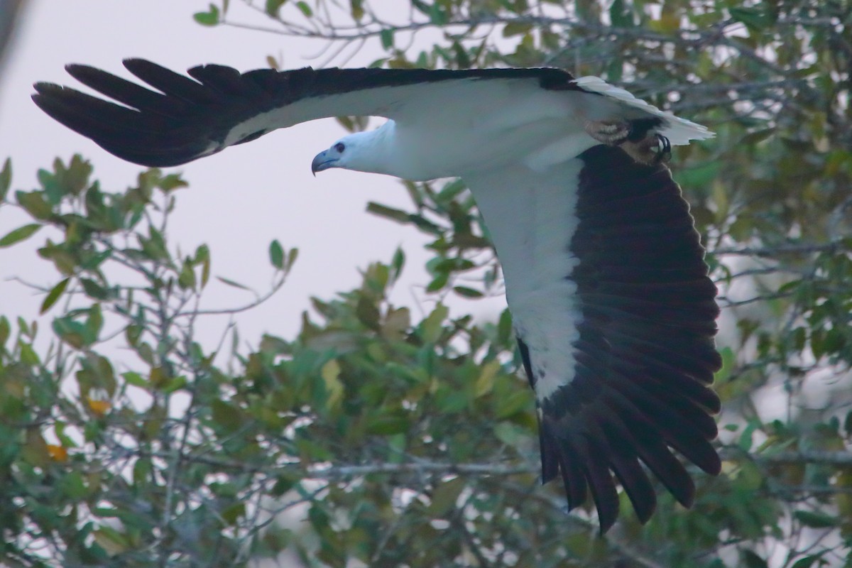 Weißbauch-Seeadler - ML646960870