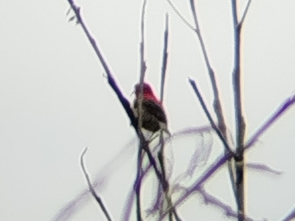 karminsolfugl - ML646960871