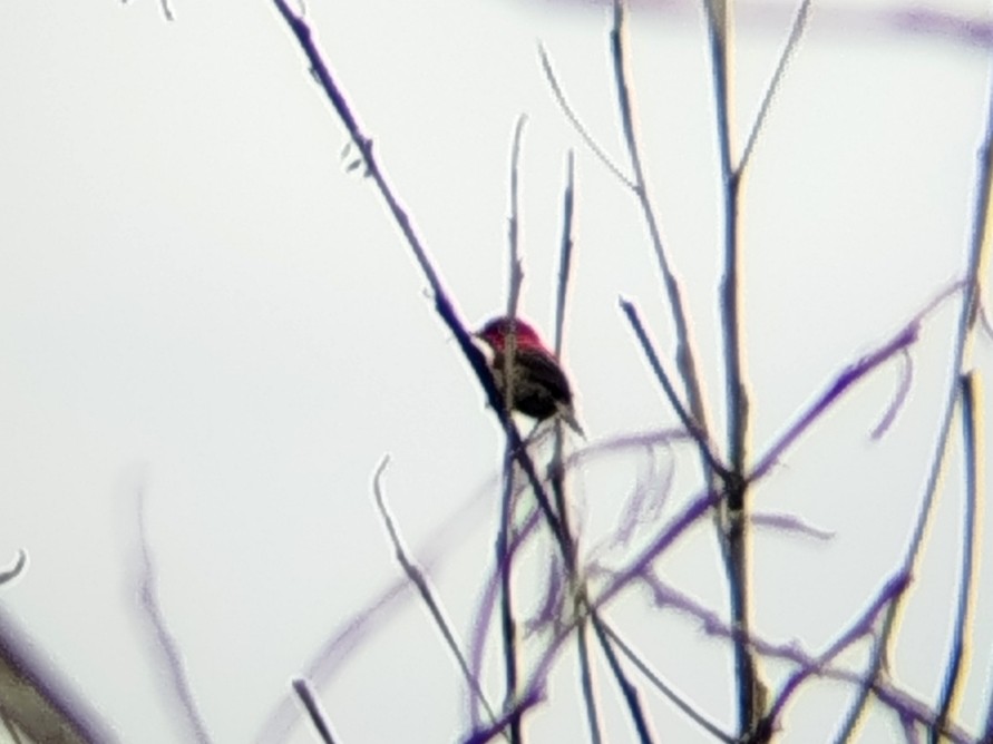 karminsolfugl - ML646960872