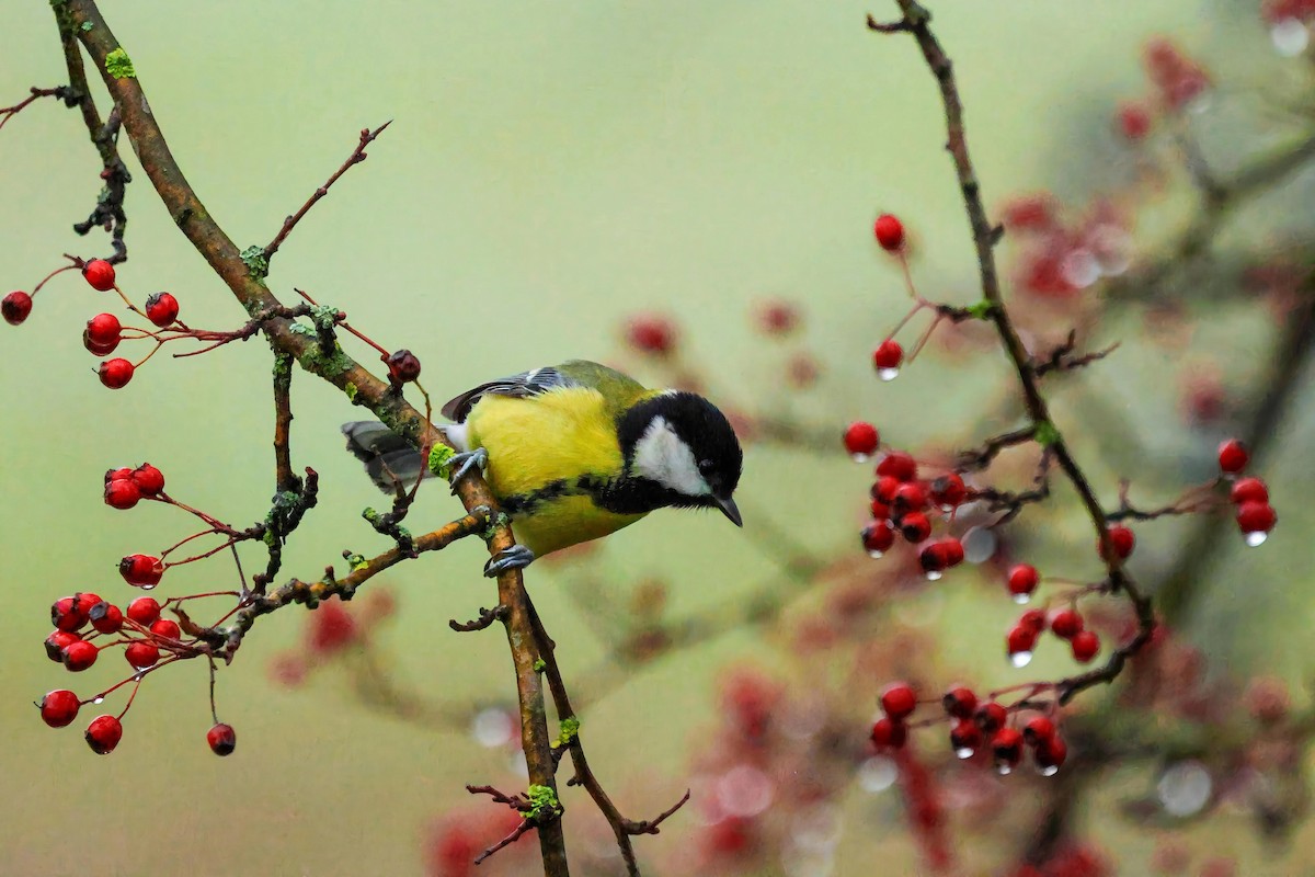Great Tit - ML646960873