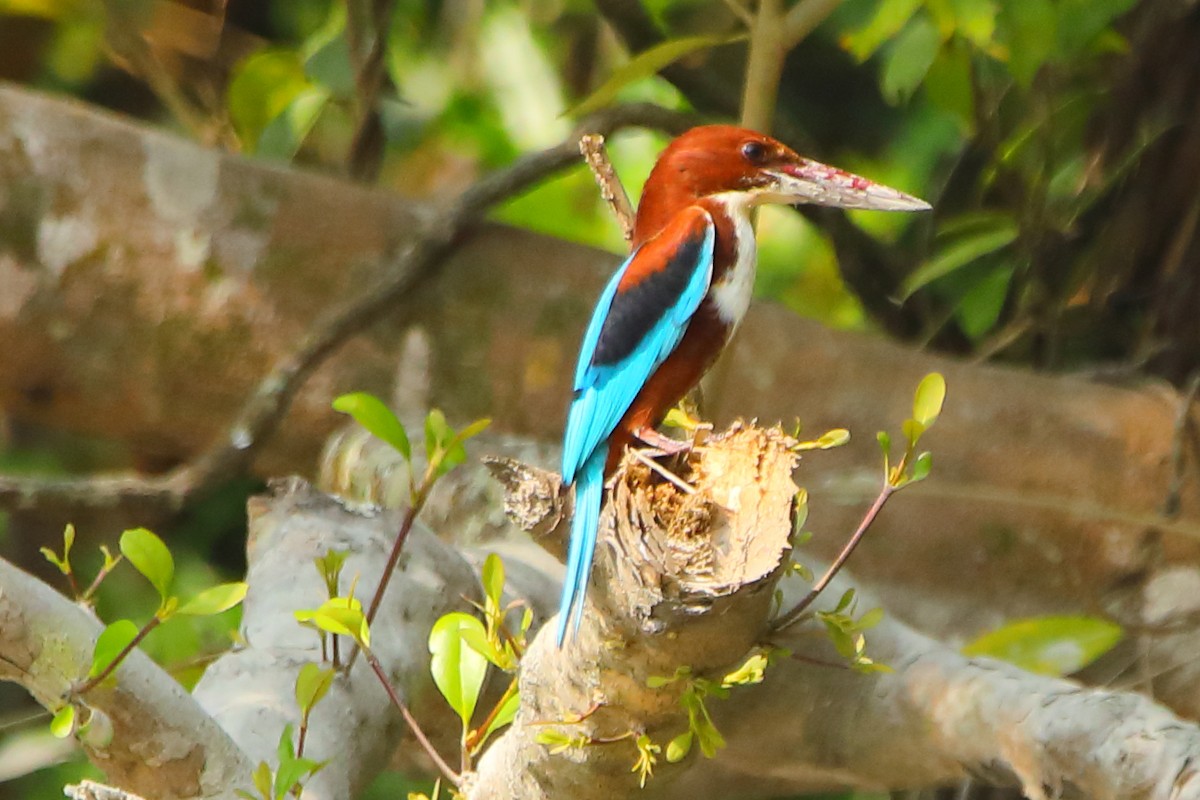 Braunliest - ML646960874