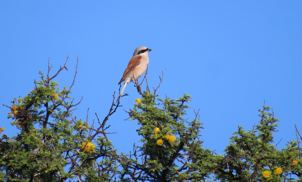 tornskate - ML646960875