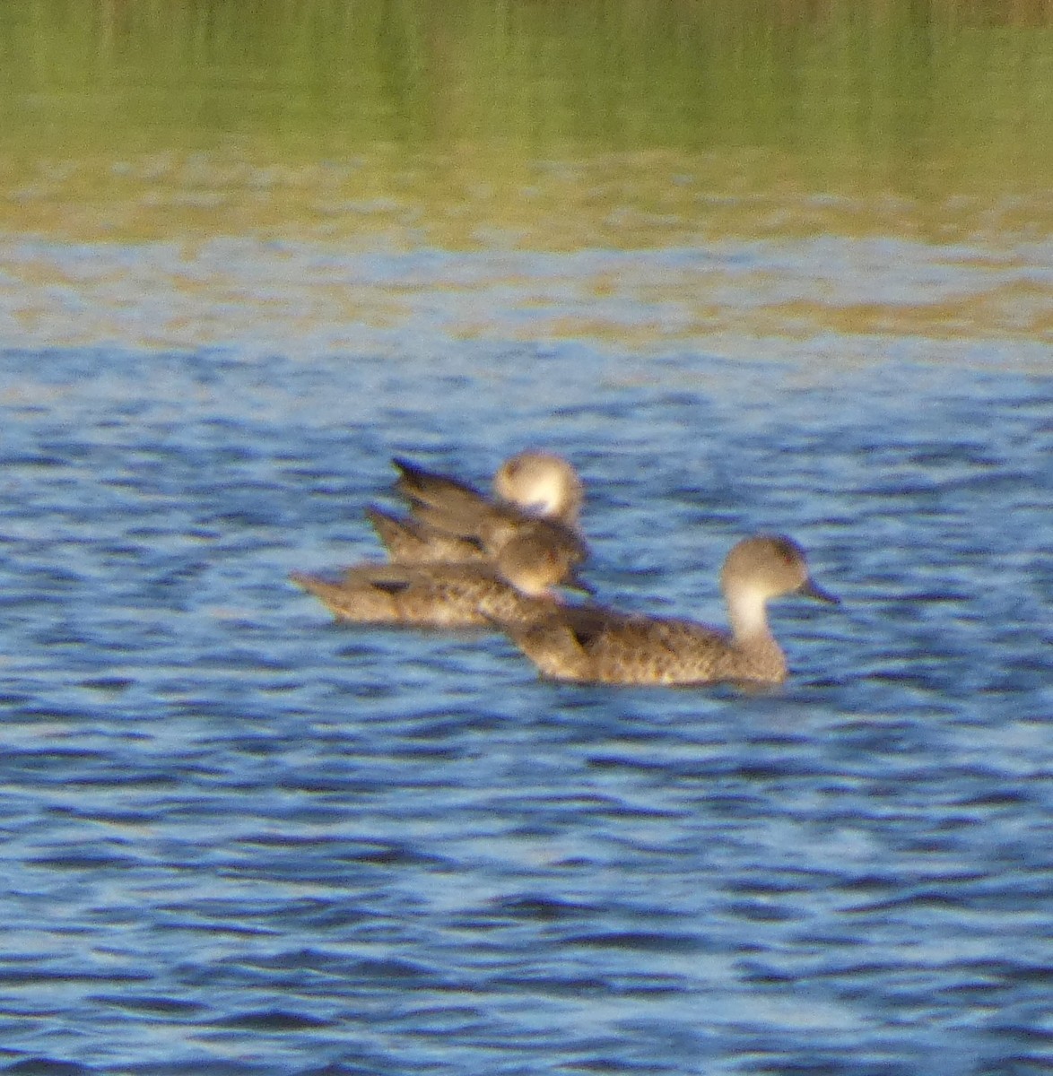 Gray Teal - ML646960876