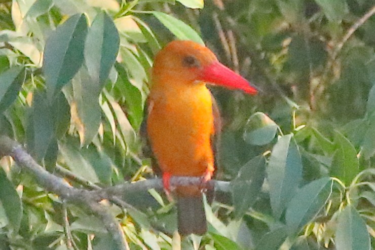 Braunflügelliest - ML646960881