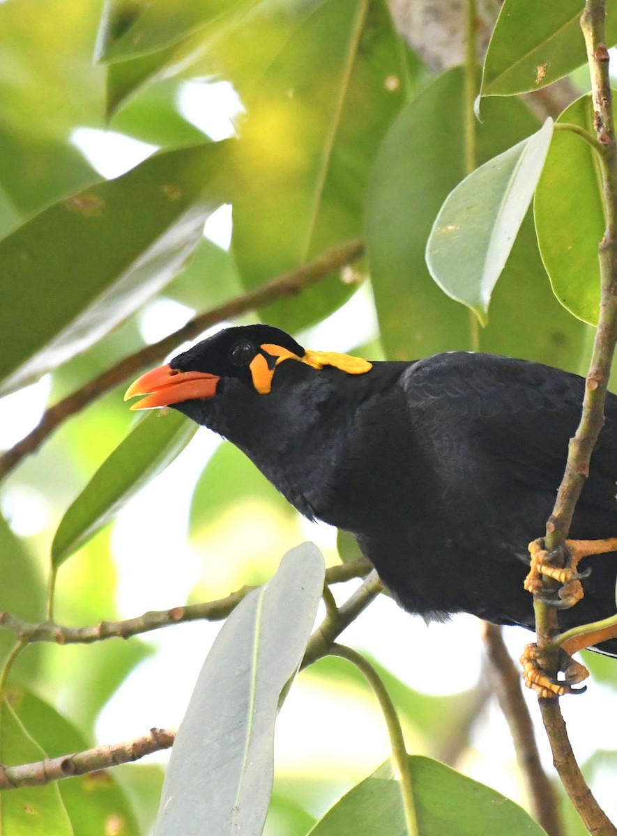 Common Hill Myna - ML646960885