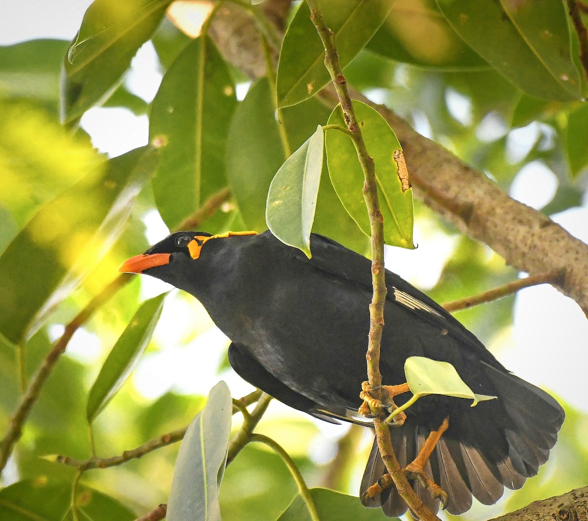 Common Hill Myna - ML646960886
