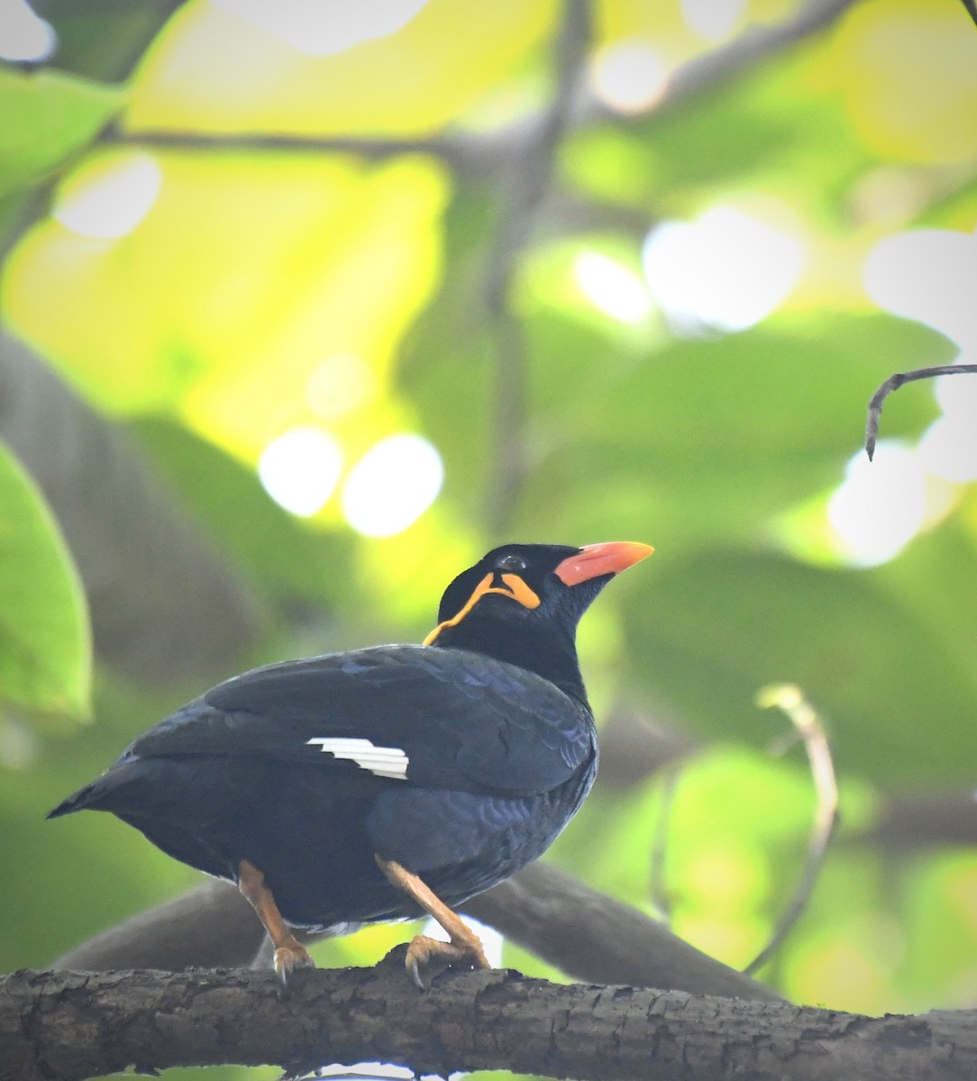Common Hill Myna - ML646960887