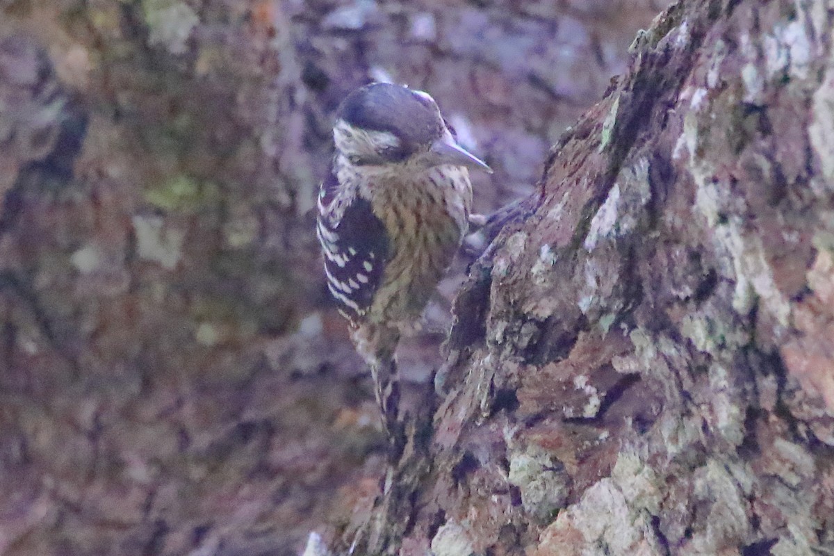 Grauscheitelspecht - ML646960888