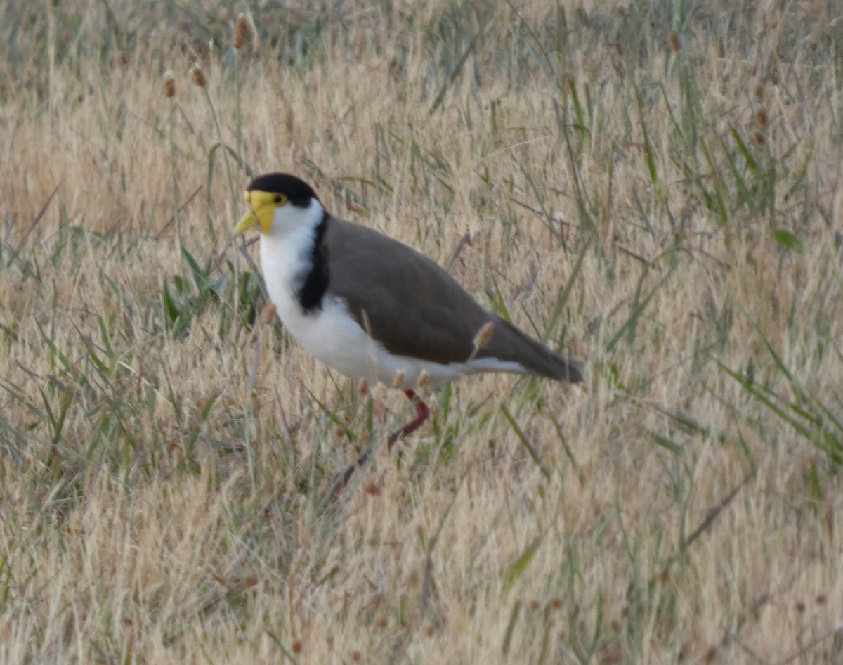 maskevipe - ML646960889