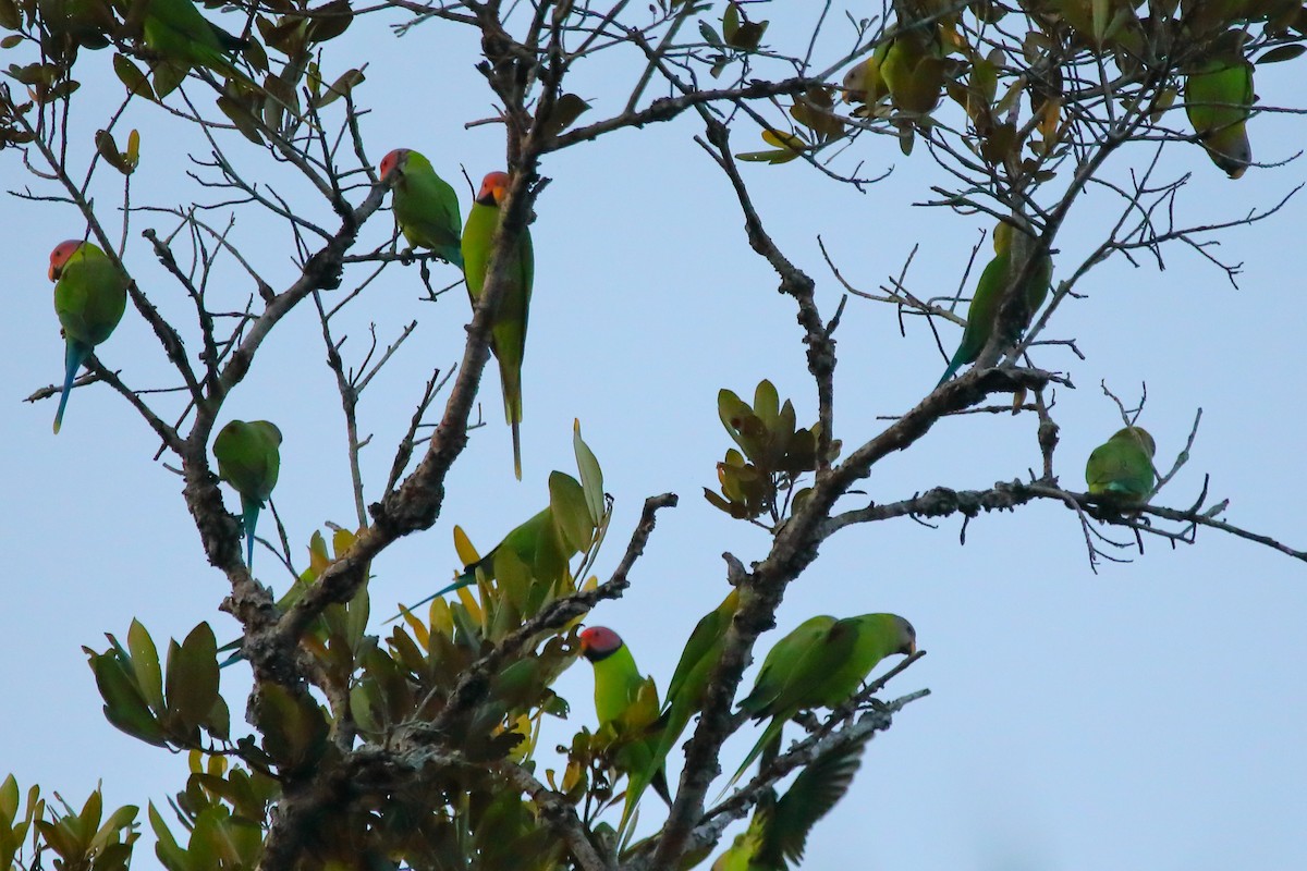 Pflaumenkopfsittich - ML646960890