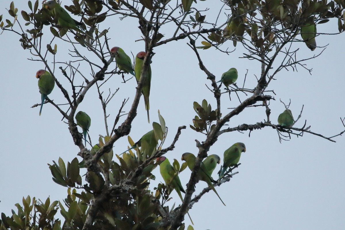 Pflaumenkopfsittich - ML646960891