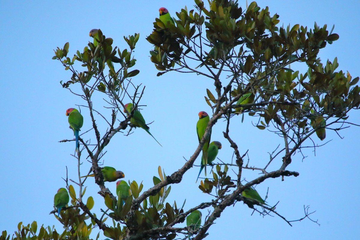 Pflaumenkopfsittich - ML646960892