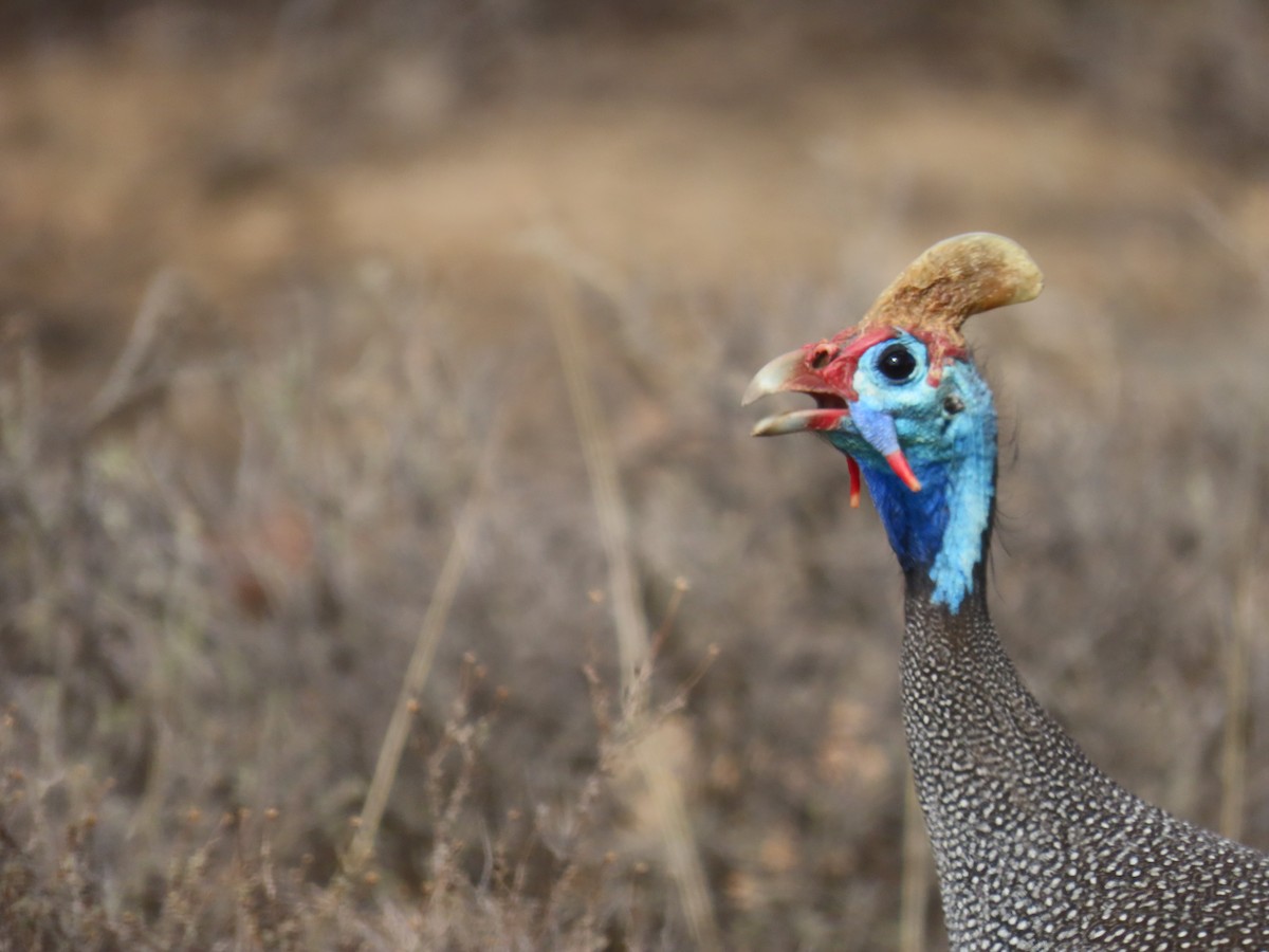 hjelmperlehøne - ML646960893