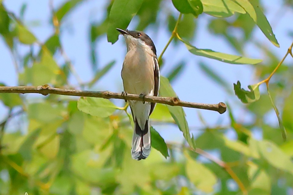 Elsterschnäppervanga - ML646960896