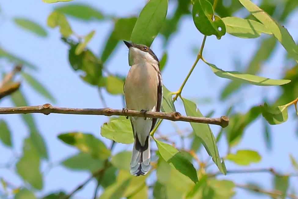 Elsterschnäppervanga - ML646960897