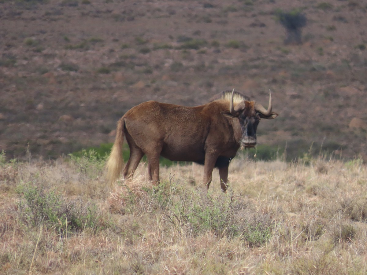 Black Wildebeest - ML646960899