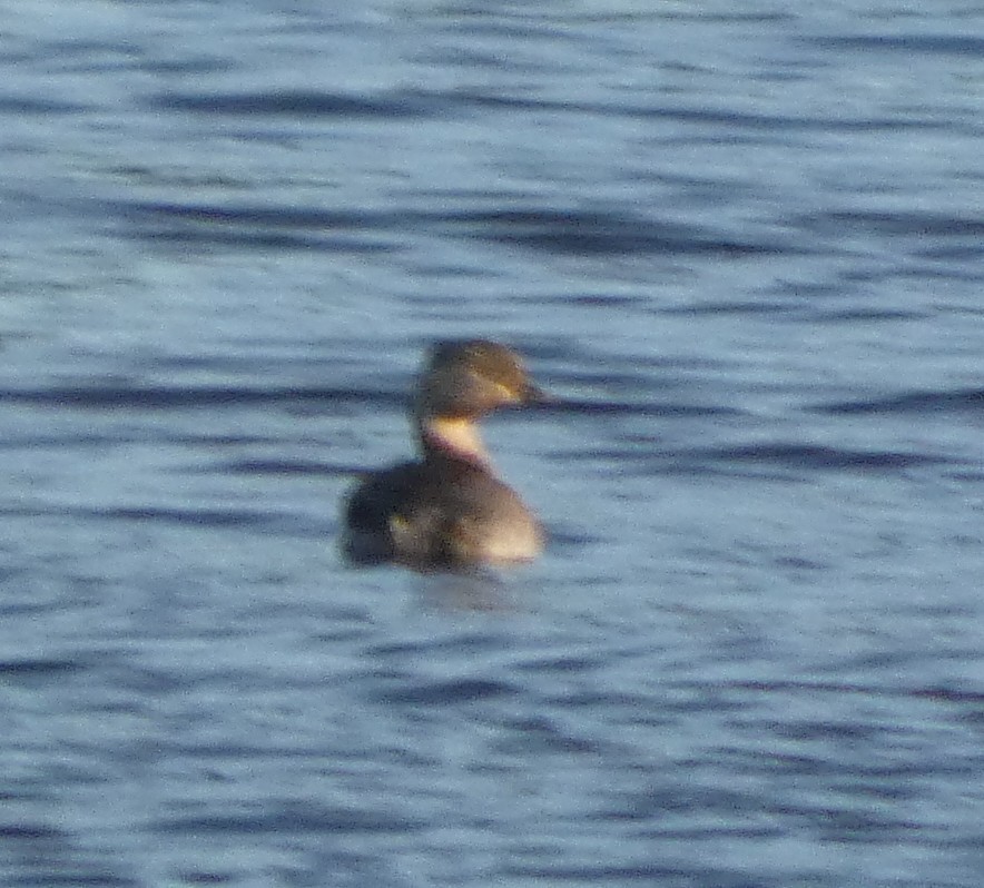 Haarschopftaucher - ML646960900