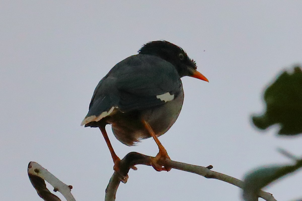 Dschungelmaina - ML646960901