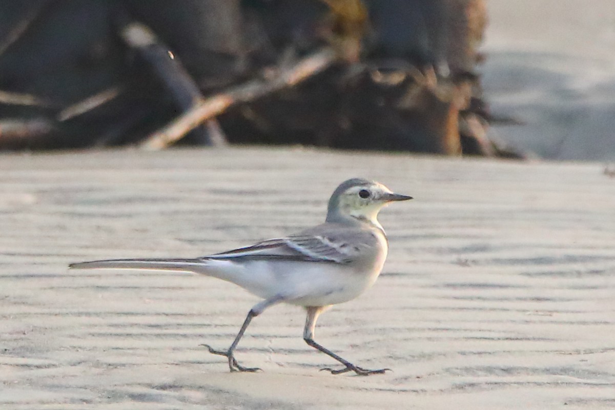 Zitronenstelze - ML646960902