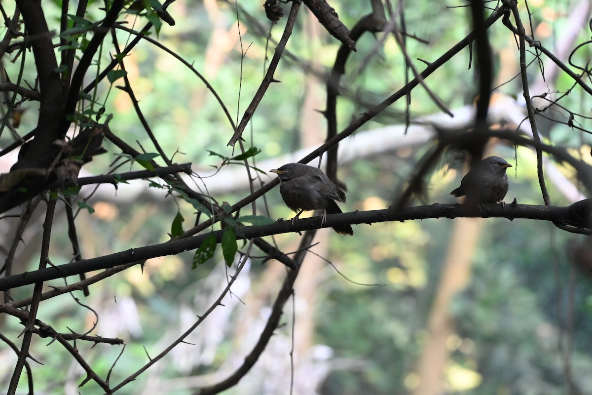 Jungle Babbler - ML646960904