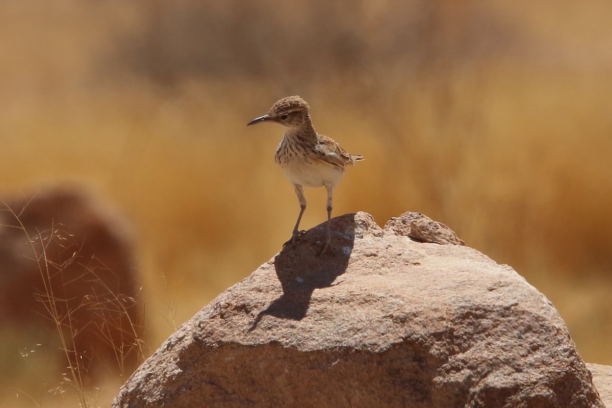 Karoo Long-billed Lark (Benguela) - ML646960905