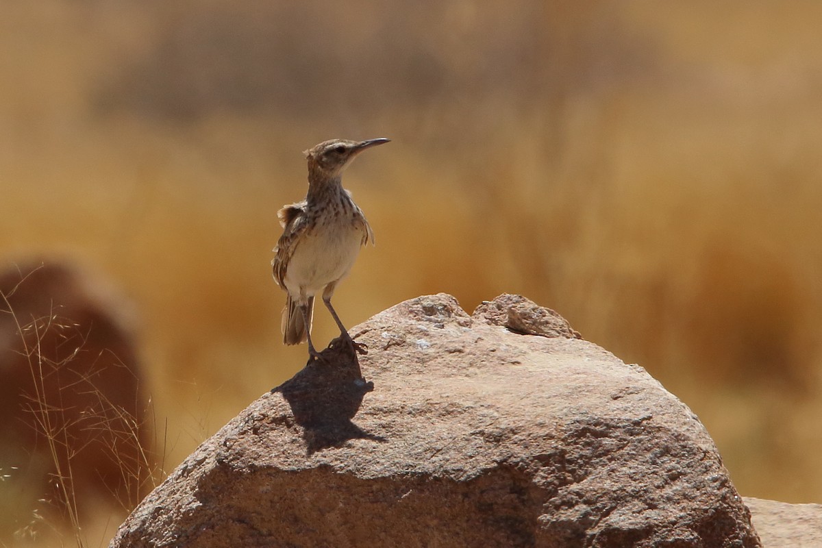 Karoo Long-billed Lark (Benguela) - ML646960906