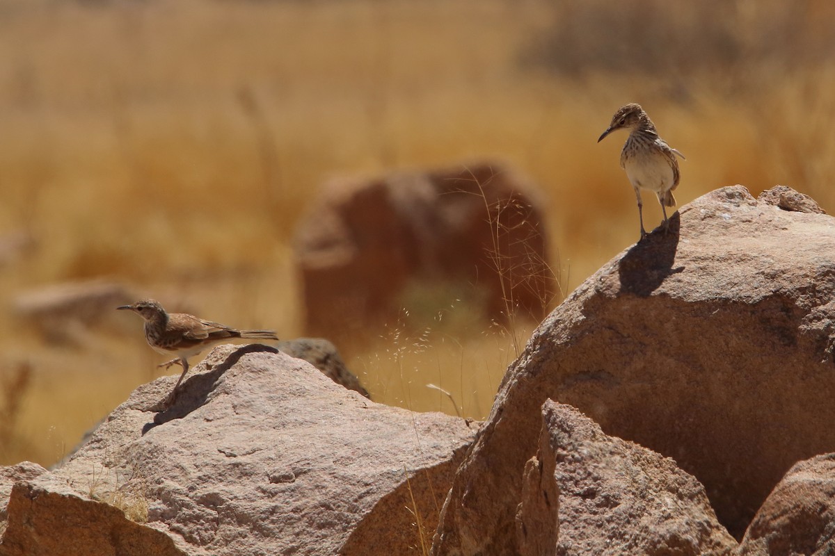 Karoo Long-billed Lark (Benguela) - ML646960907