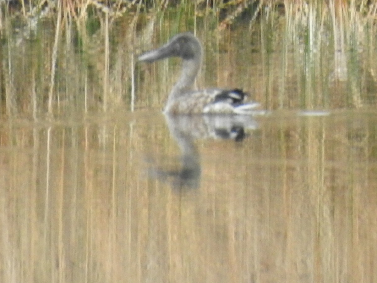 Northern Shoveler - ML646960910