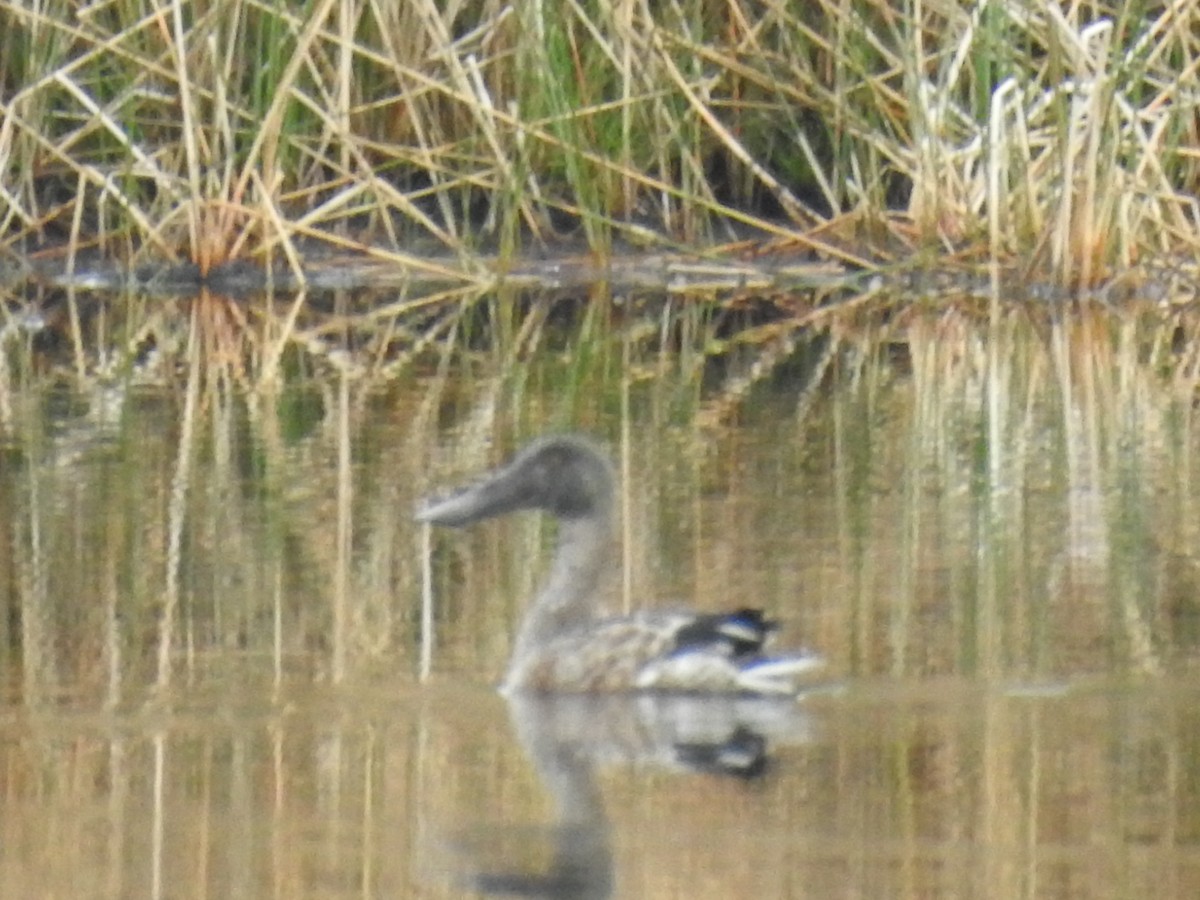 Northern Shoveler - ML646960911