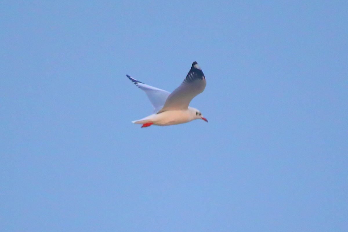 Braunkopfmöwe - ML646960912