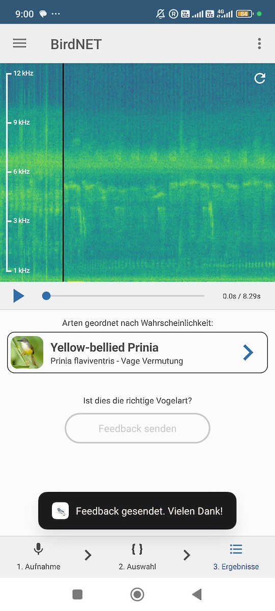 gulbukprinia - ML646960915