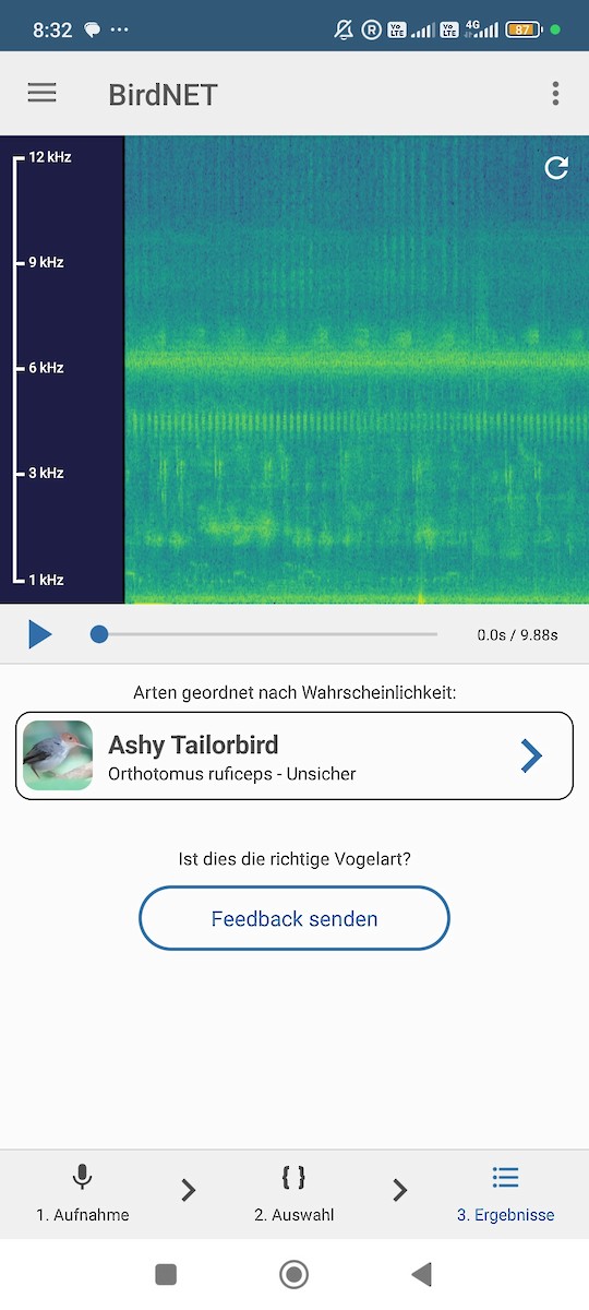 askeskredderfugl - ML646960917