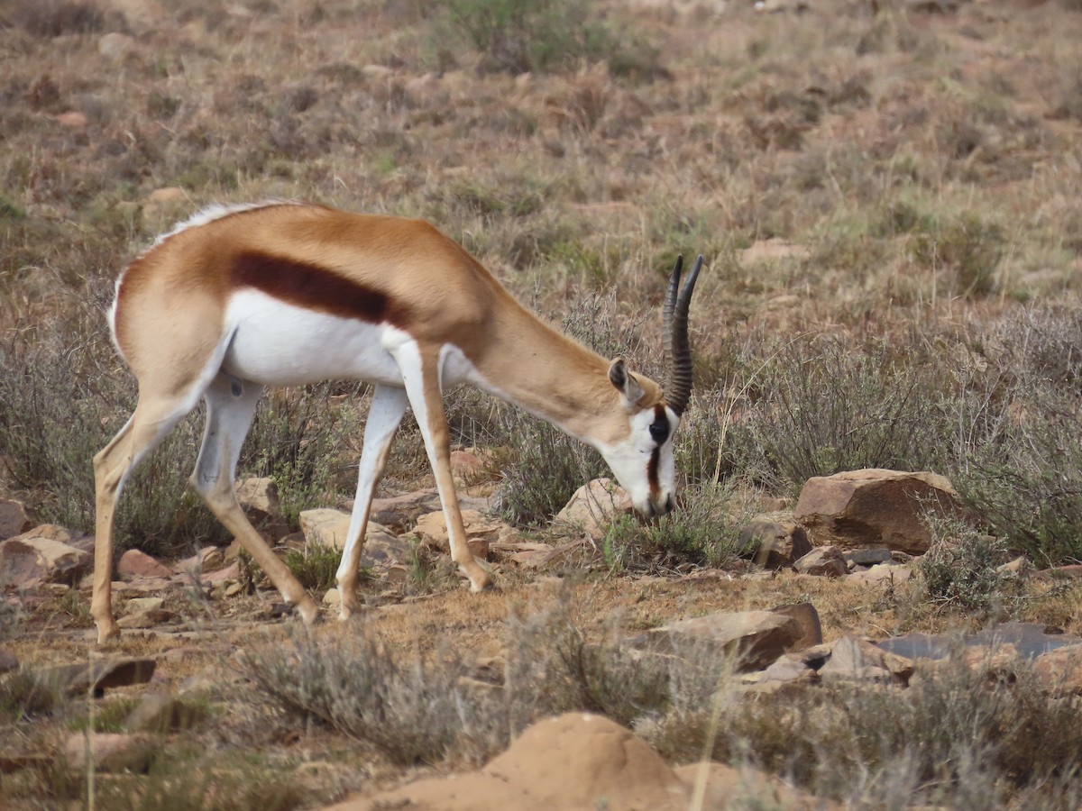 Springbok - ML646960918