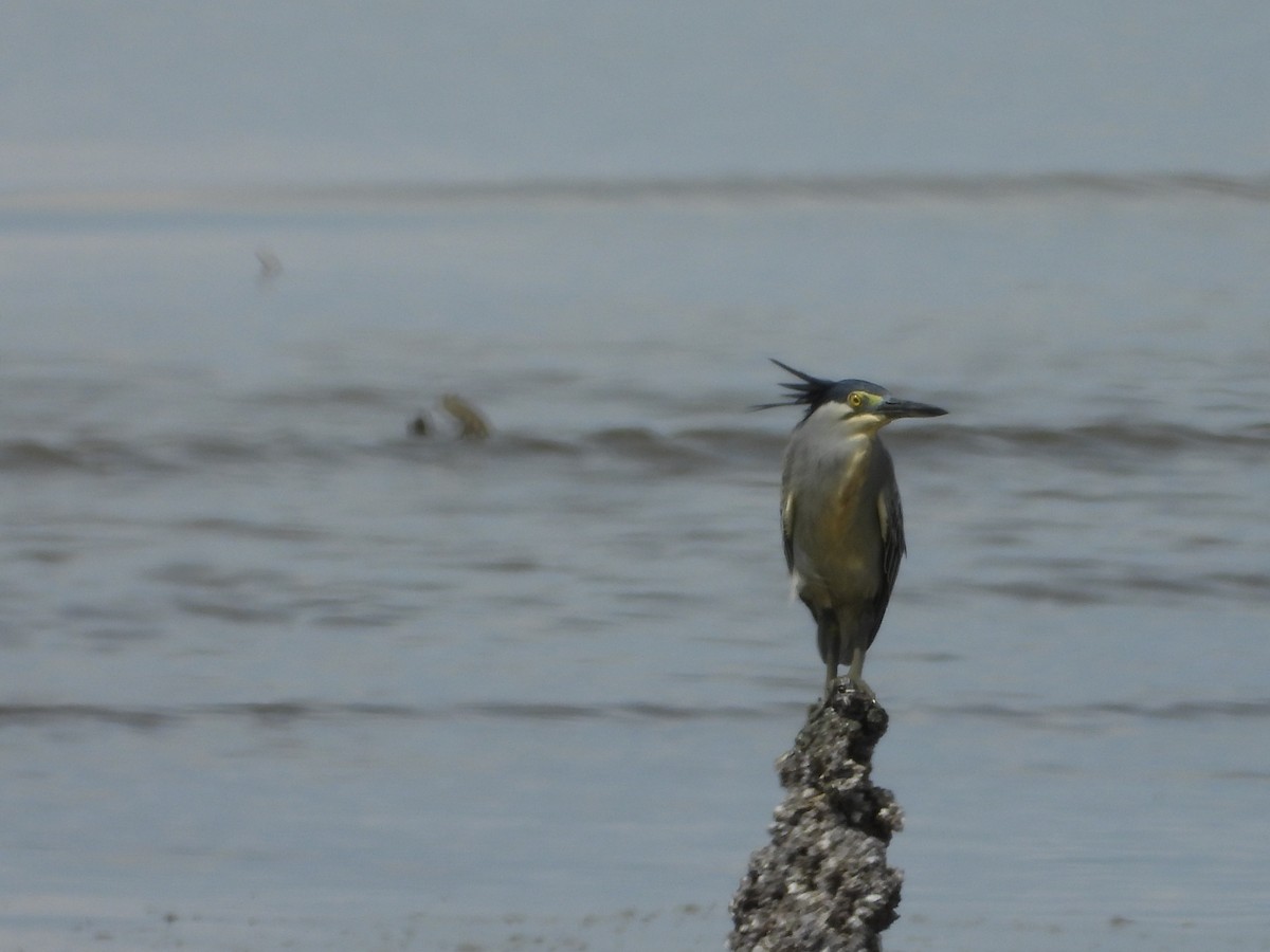 Little Heron - ML646960920