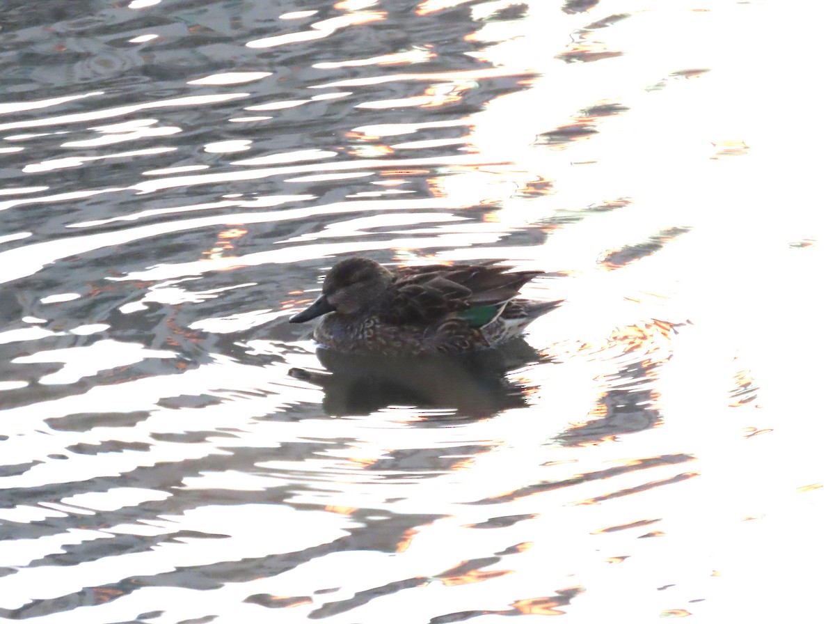 Green-winged Teal - ML646960921