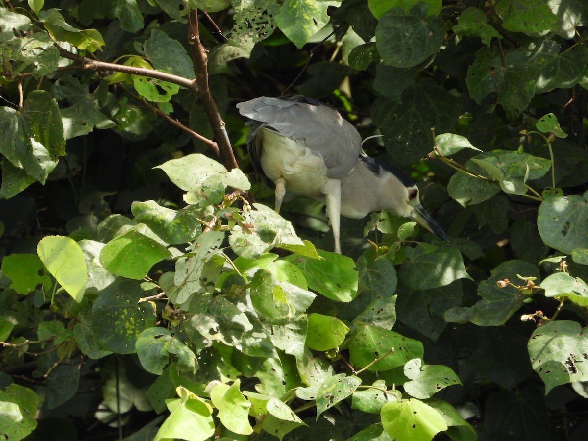 Amiltxori arrunta - ML646960922