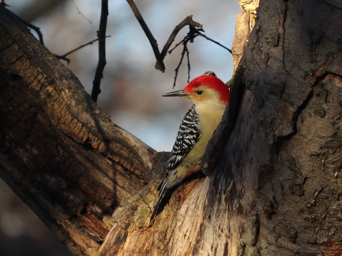 Red-bellied Woodpecker - ML646960923
