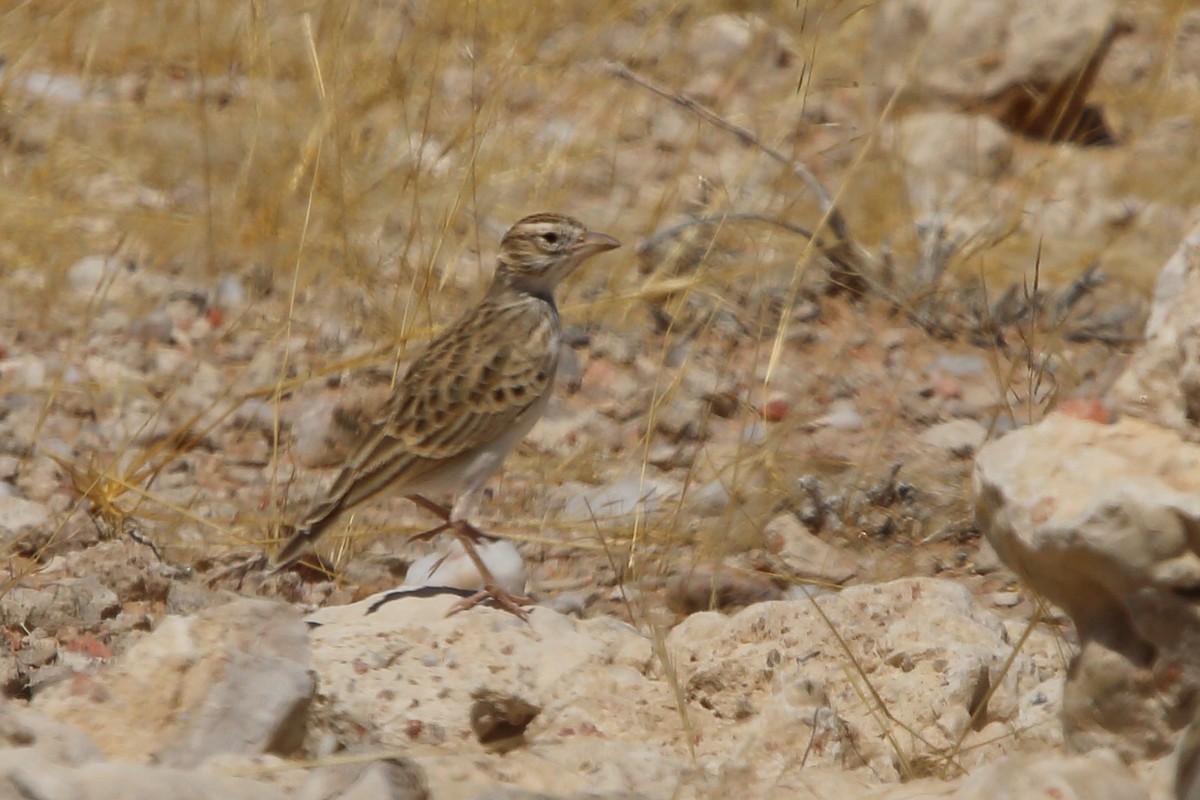 Stark's Lark - ML646960924