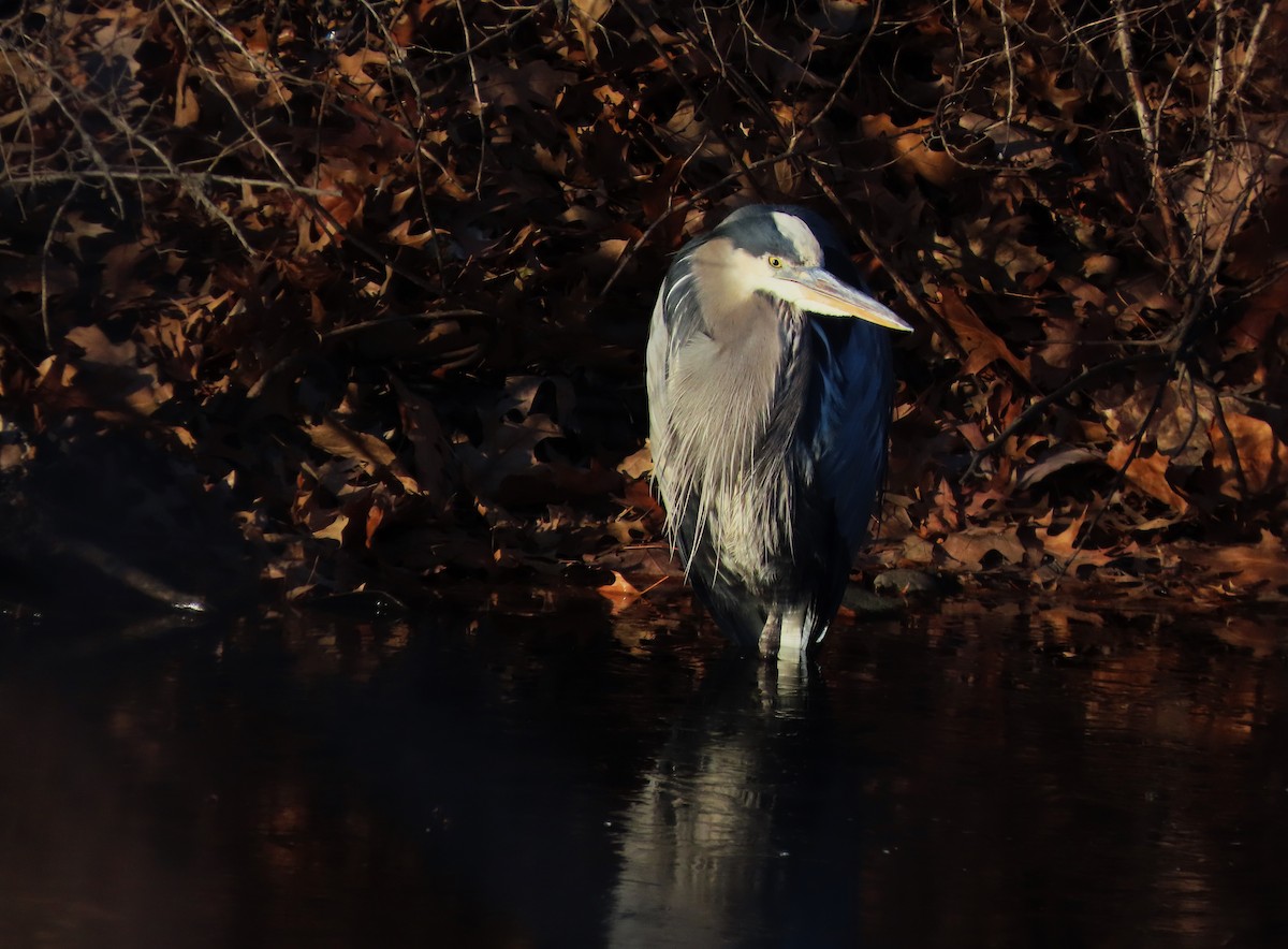 Great Blue Heron - ML646960925