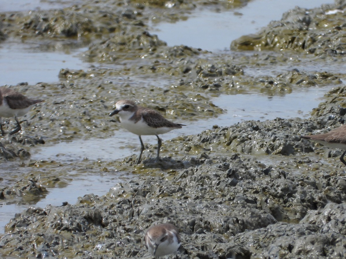 Txirritxo tibetarra - ML646960933