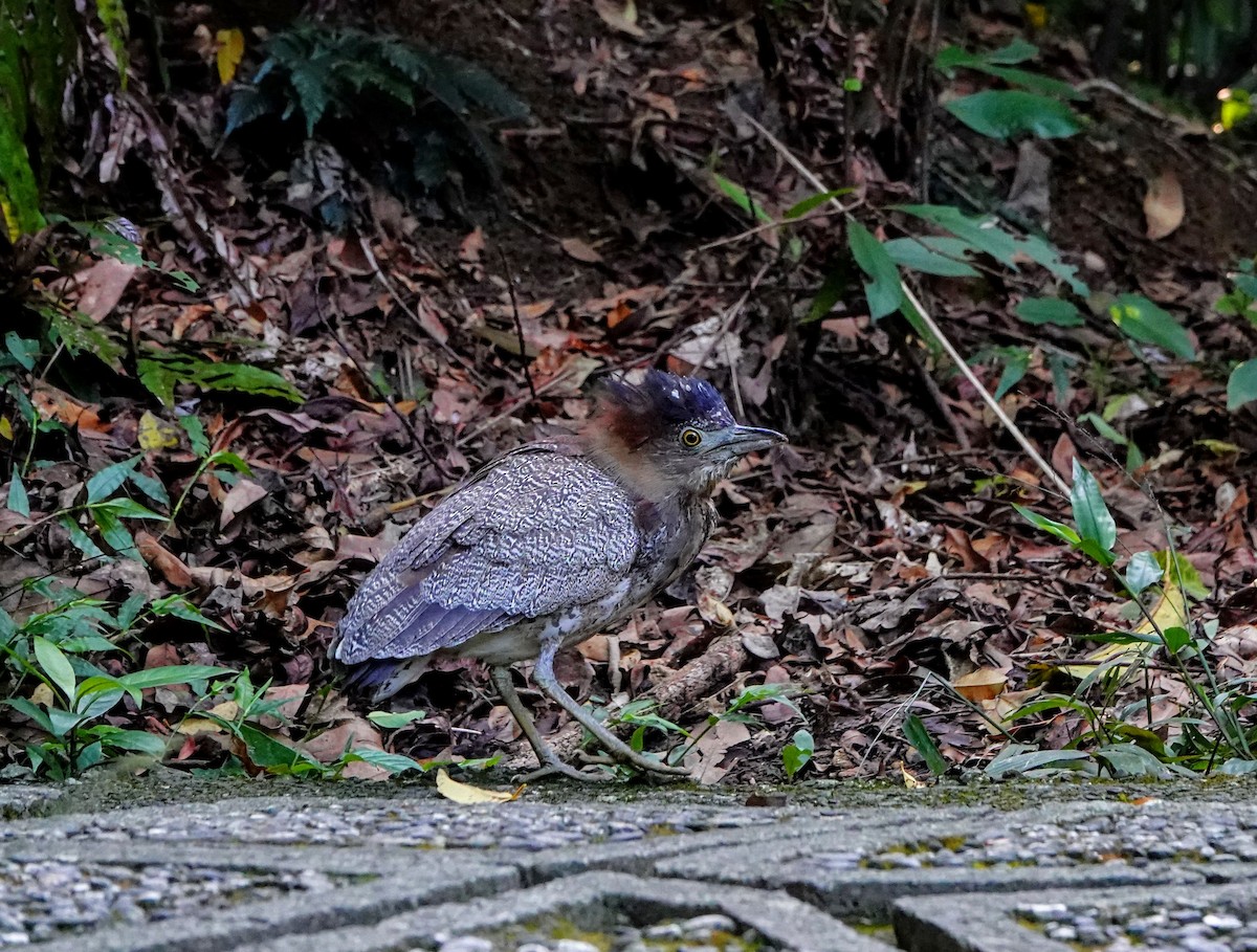 Malay Gece Balıkçılı - ML646960937