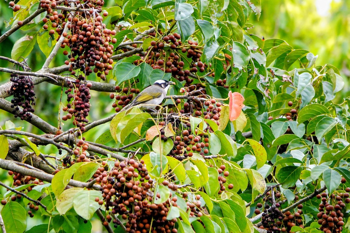 Нангиад бөлбөл - ML646960942