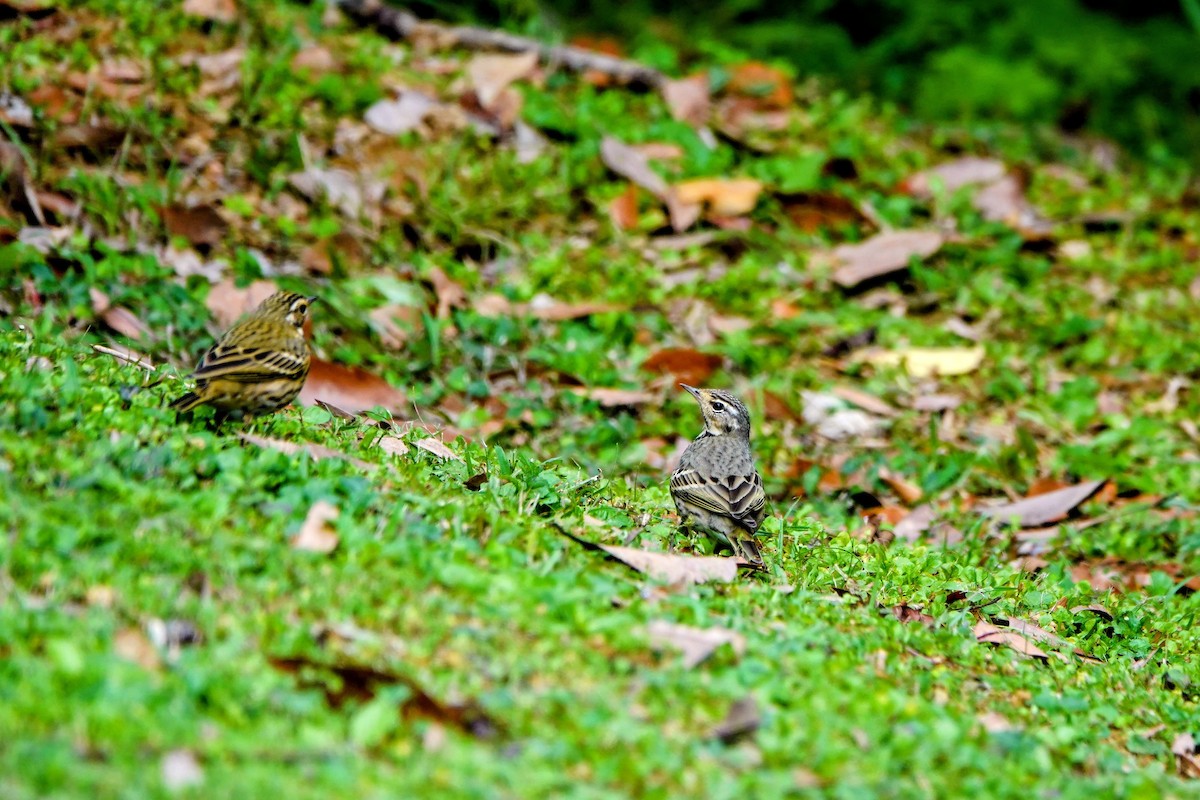 Pipit à dos olive - ML646960945