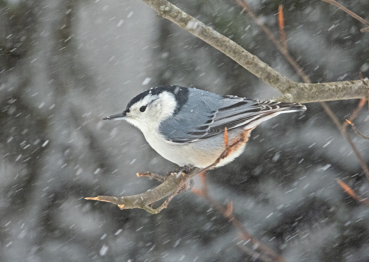 White-breasted Nuthatch - ML646960946