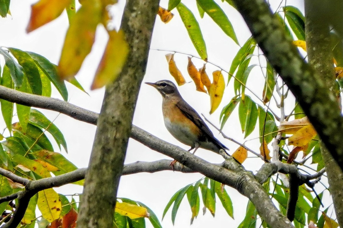 Merle obscur - ML646960947