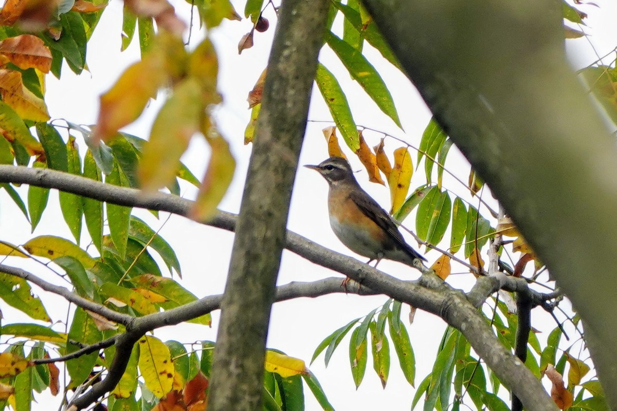 Merle obscur - ML646960948